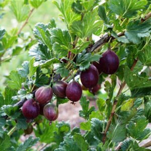 jeanne-gooseberry__05069.1723476565.1280.1280__30630.jpg
