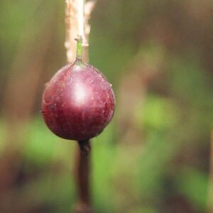 Jahns-Prairie-Gooseberry.jpg