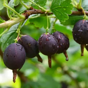 Black-Velvet-Gooseberry.webp