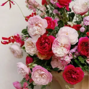 red_pink_phytu_david_austin_rose_alexandra.webp
