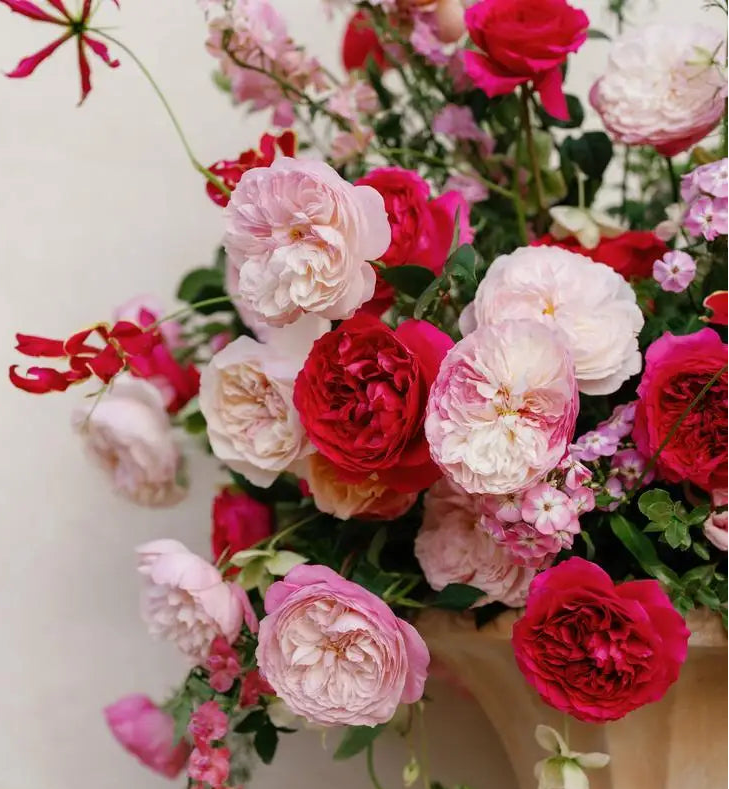 red_pink_phytu_david_austin_rose_alexandra.webp