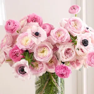 pink_pastel_david-austin-rose-_phytu.webp
