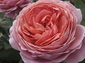 9533e0_533a5387b9444e7892d11ce5a5ac02d9_mv2.jpg