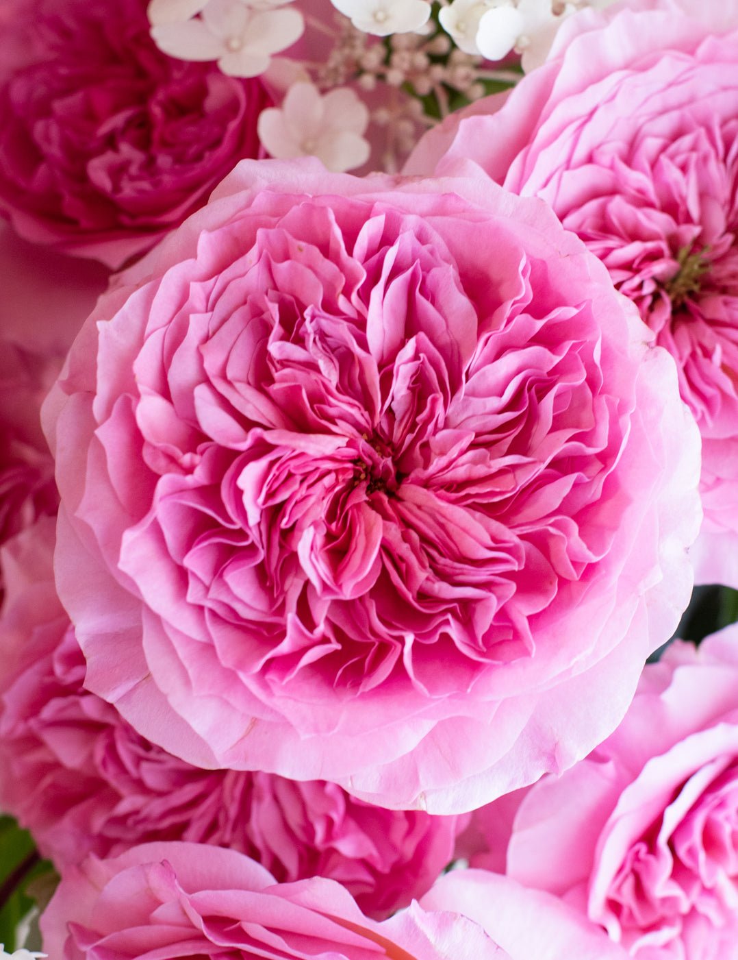millicent-pink-rose-close-up-single-bloom-gallery.jpg