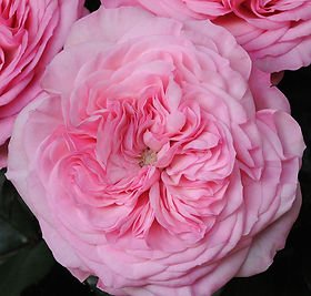9533e0_94803d72c91a4ece8762265e289c3efc_mv2.jpg