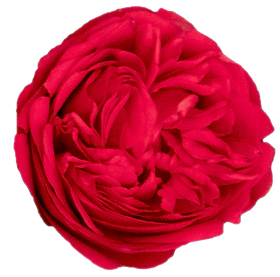 aeb7f7_5f29838ed5354793bf05f64c365656f9_mv2.png