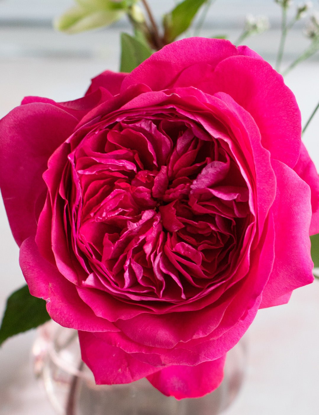 david-austin-capability-rose-close-up-v2.jpg