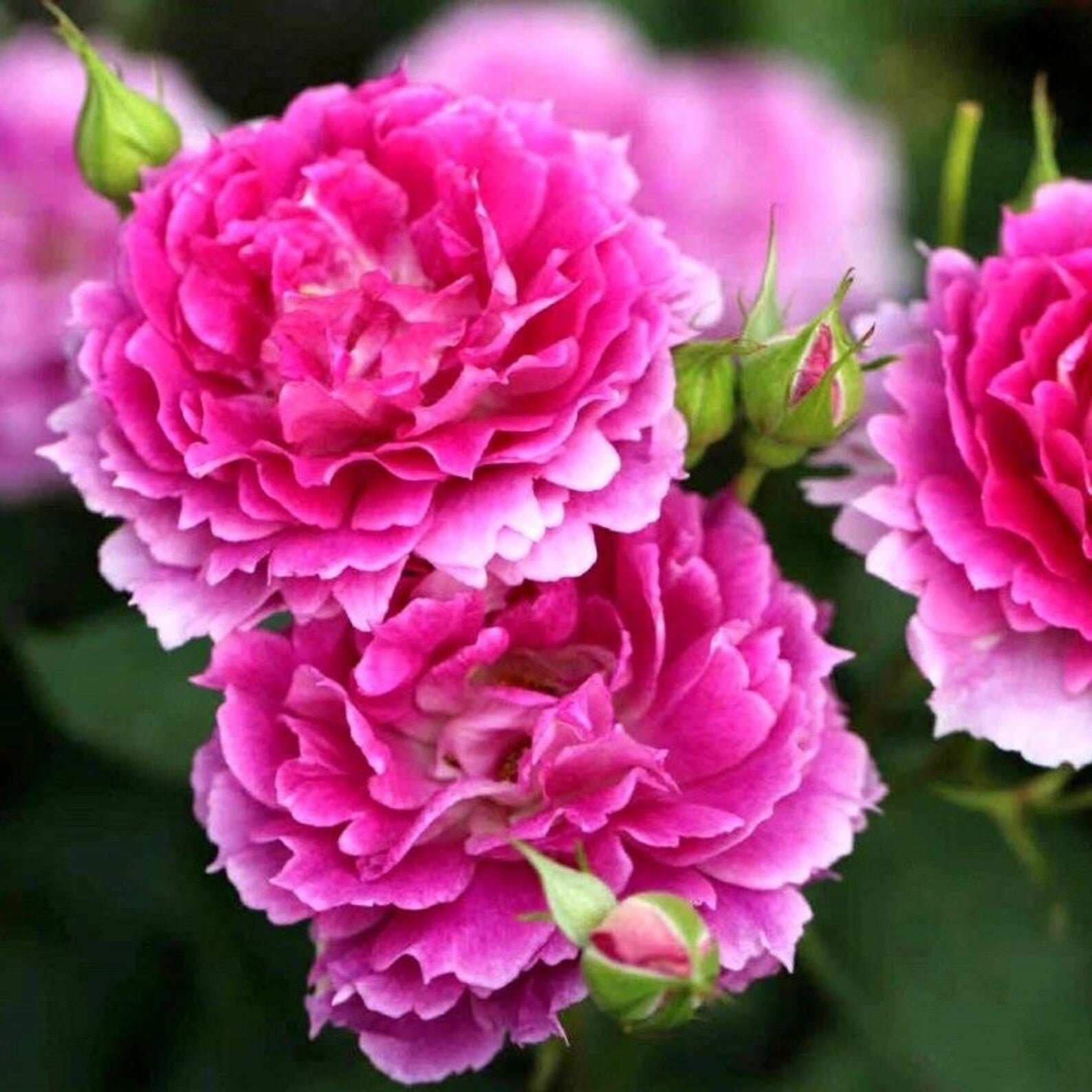 scheherazade_rose_thornless_phytu.jpg