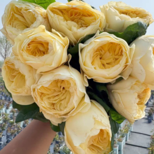 rn-image_picker_lib_temp_55656b1a-3666-4b93-a919-6e3a6cd173c9.png