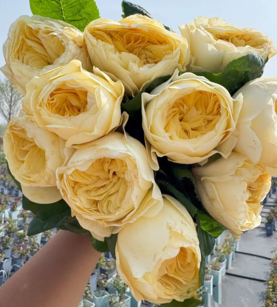 rn-image_picker_lib_temp_55656b1a-3666-4b93-a919-6e3a6cd173c9.png