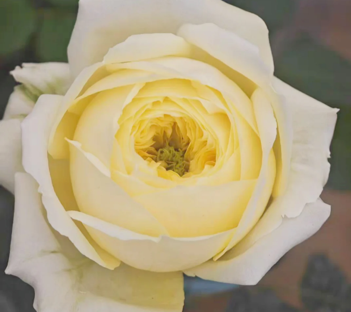 nona_plant_rose_phytu_flower.png