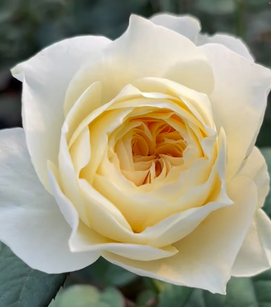 rn-image_picker_lib_temp_7ea52107-11e1-45f5-8ce1-d50e29491906.png