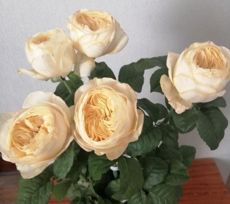 nona_plant_rose_phytu.png
