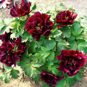 Hatsugarasu tree peony, dark maroon semi-double blooms with gold stamens