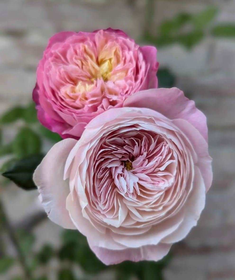 Rare_garden_wedding_rose_flower_phytu_plant_pink_cup_shaped_2.jpg