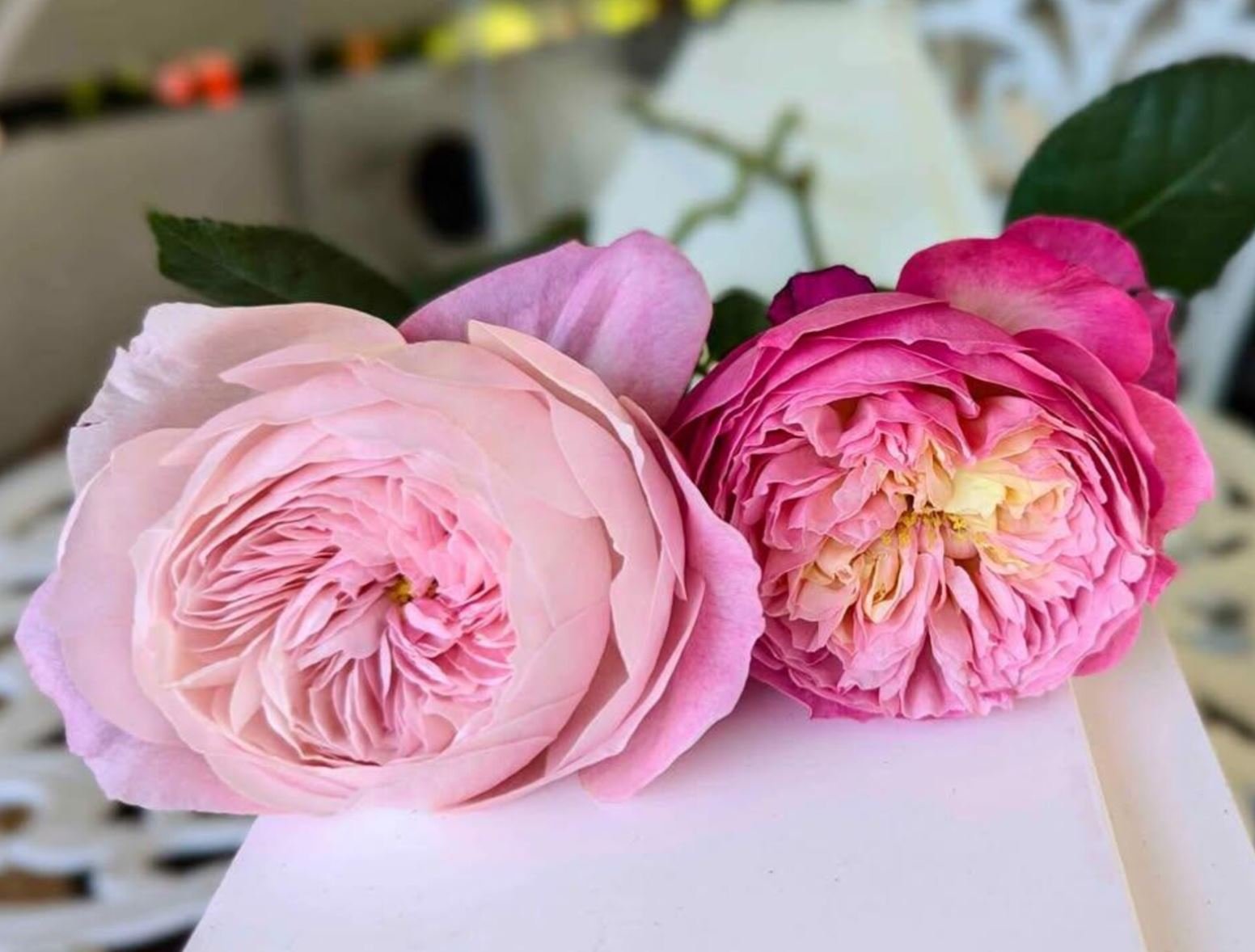 Rare_garden_wedding_rose_flower_phytu_plant_pink_cup_shaped_4.jpg