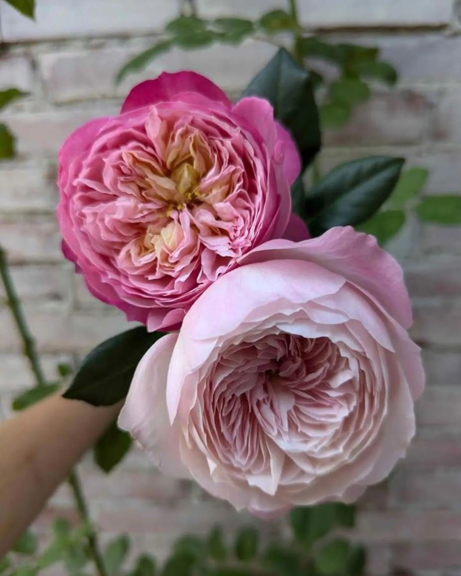Rare_garden_wedding_rose_flower_phytu_plant_pink_cup_shaped_1.jpg