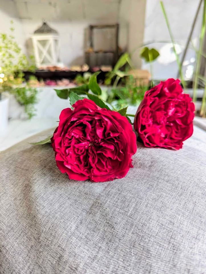 dark_red_phytu_flower_rose_plant_garden_wedding_14.jpg