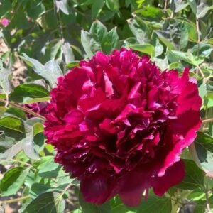 “Inky crown jade pearl” large flower tree peony