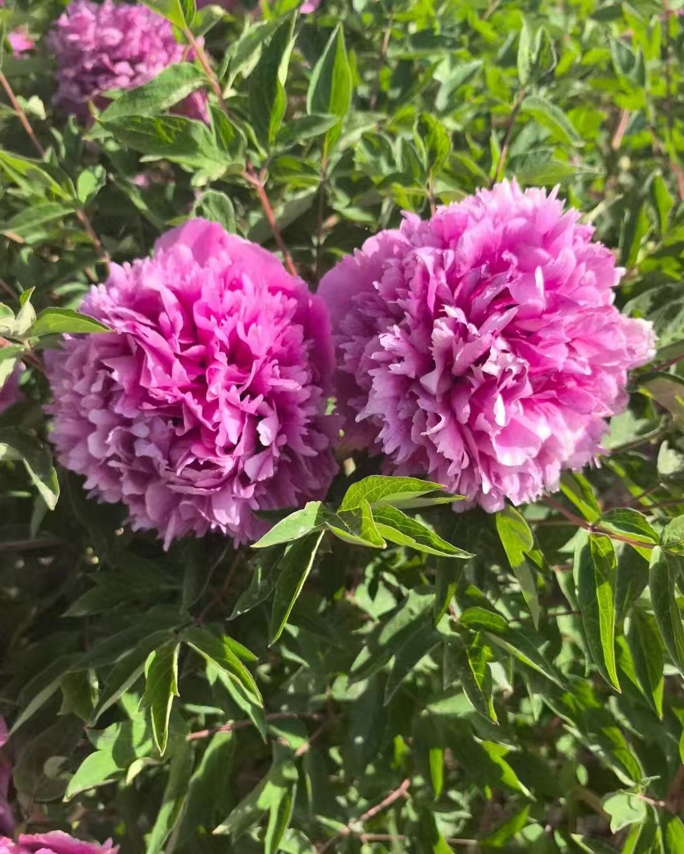 “Mount Helan in the snow” large flower tree peony