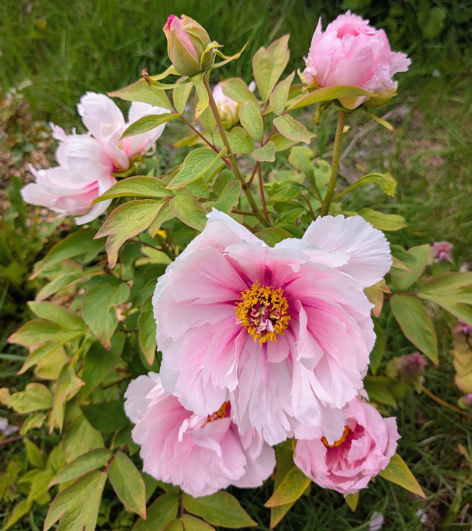 “Peach blossom in the snow” large flower tree peony