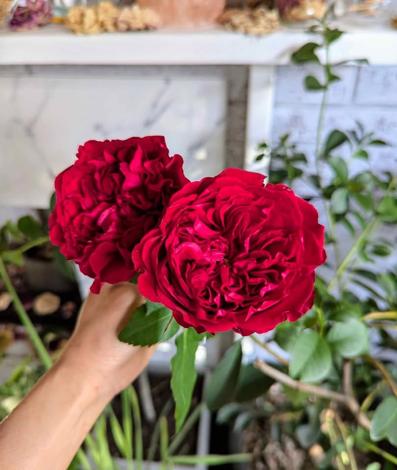 Te Rose from PhyTu