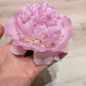 Raspberry Sundae peony, pink double bloom with a creamy centre held in a hand