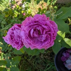 Reine des Violettes (Rei des Vio) rose, lilac-magenta quartered blooms on the bush