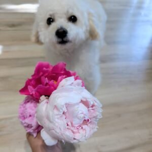 Sarah Bernhardt peony blooms held up in front of Valo the white dog