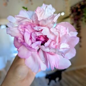 Peach Blossom Champion (Tao Hua Zhuang Yuan) rockii tree peony, a pink ruffled bloom held in a hand