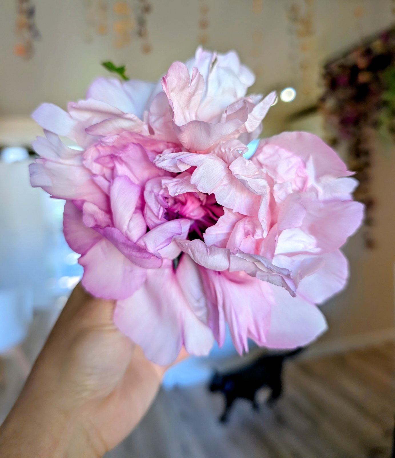Peach Blossom Champion (Tao Hua Zhuang Yuan) rockii tree peony, a pink ruffled bloom held in a hand