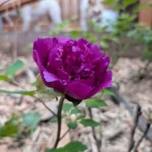 Chrysanthemum Moon (Zi Ju Ban Yue) tree peony, a magenta bloom in the garden with two white dogs behind